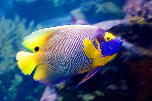 Rainha Dos Anjos Dos Peixes Para Lugar Cabeça Assemelhando Uma — Fotografia de Stock