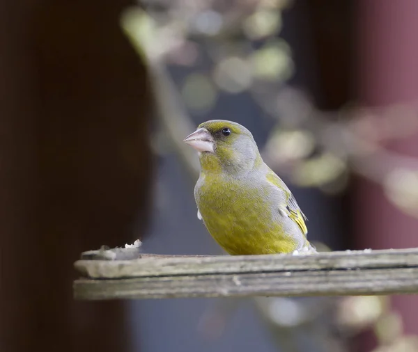 Greenfinch Bird Bigger Sparrow Beak Head Somewhat Larger Its Name — Stock Photo, Image