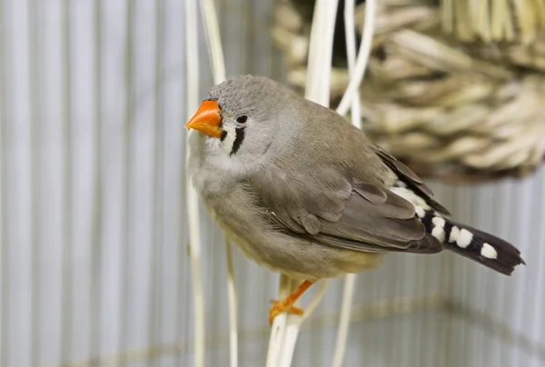 Finch Oiseaux Avec Des Rayures Noires Blanches Zebra Sur Poitrine — Photo