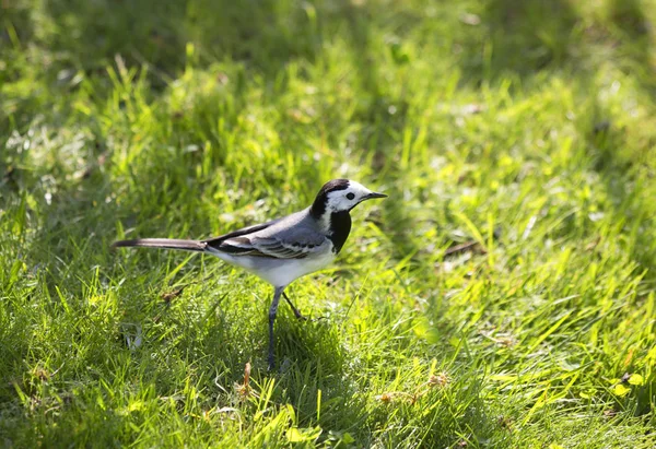 Wagtail Blanco Wagtails Género Aves Cantoras Wagtail Una Las Aves — Foto de Stock