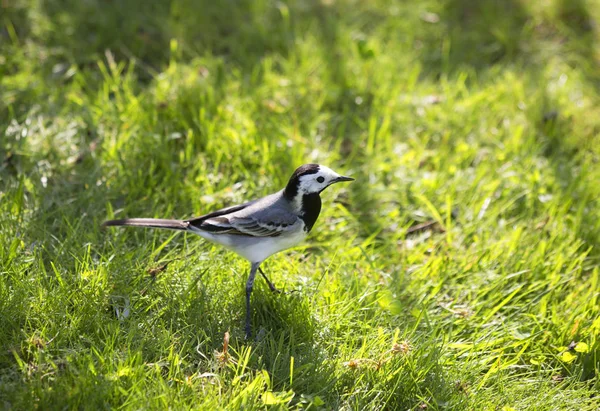 Cauda Branca Wagtails Género Ave Família Wagtails Wagtail Uma Das — Fotografia de Stock