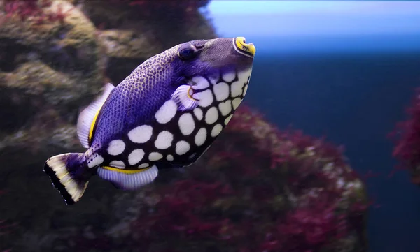 Clown Triggerfish Characteristic Inhabitant Coral Reefs Indian Pacific Oceans Found — Stock Photo, Image