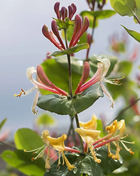 Çiçekli Perfoliate Hanımeli Güzel Bir Soluk Pembe Kırmızı Çiçekler Açar — Stok fotoğraf