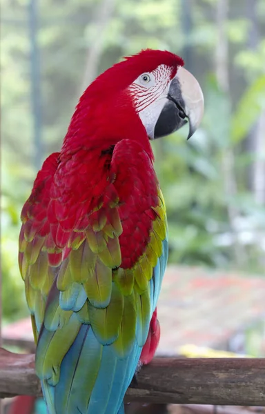 Ara Macao Red Blue Macaw Macao Ara Common Central South — Stock Photo, Image