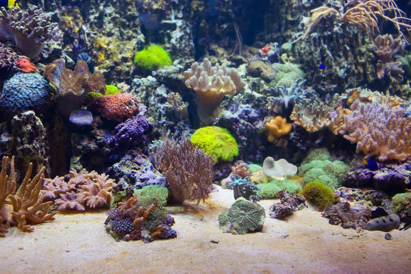 Marine aquarium with corals. Soft and Horny corals inhabit the slopes of coral reefs in areas with clear water and fast current at a depth of one to forty meters. Often form huge reduce the.