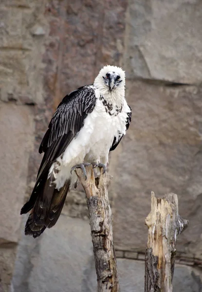 Vulture Uccello Mucchio Piume Setole Sotto Becco Che Pendono Formano — Foto Stock