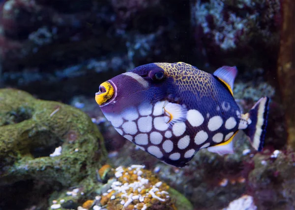 Clown Triggerfish Det Karakteristisk Invånare Korallrev Indiska Och Stilla Oceanerna — Stockfoto