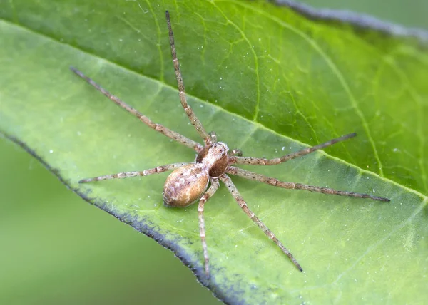 Pavouk Pavoukovo Tělo Hlavonožce Břicho Často Očima Všichni Pavouci Známí — Stock fotografie