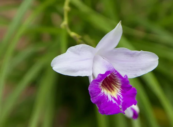 Orchidea Orchids Sono Una Famiglia Antica Che Comparso Molti Secoli — Foto Stock