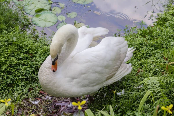 Cygne Blanc Son Élégance Swan Acquiert Grâce Son Long Cou — Photo