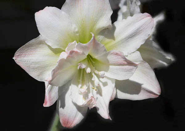 Amaryllis Uma Das Nossas Plantas Interiores Favoritas Suas Grandes Flores — Fotografia de Stock