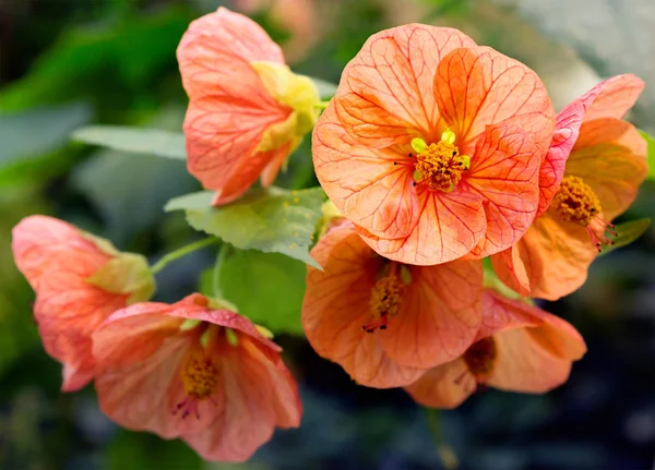 Flor Híbrido Abutilon Quarto Bordo Abutilon Pertence Família Das Plantas — Fotografia de Stock