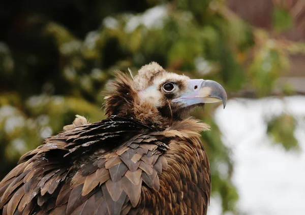 Griffon vulture. It is a large bird of prey of the family of hawks, scavenger. It is widespread in arid mountain and flat landscapes of southern Europe, Asia and North Africa. The vulture is 93-122 cm long with a wingspan of 2.3 to 2.8 m.