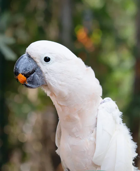 Roze Molukse Kaketoe Deze Roze Schoonheid Een Favoriet Onder Papegaaien — Stockfoto