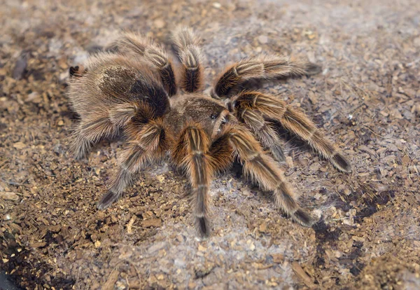 Tarantula. It is a large arthropod, an animal (not an insect). For humans, its bite is not fatal, unless a person is allergic to spider venom.