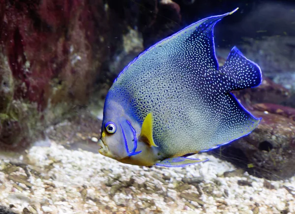 Angel fish blue. A large aquarium fish with a massive oval body and long triangular dorsal and anal fins, which in adults protrude beyond the end of the tail. Distributed in warm waters of the Western Atlantic ocean.