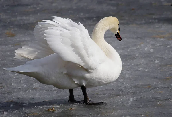 Cisne Branco Sua Elegância Swan Adquire Devido Pescoço Longo Cisnes — Fotografia de Stock