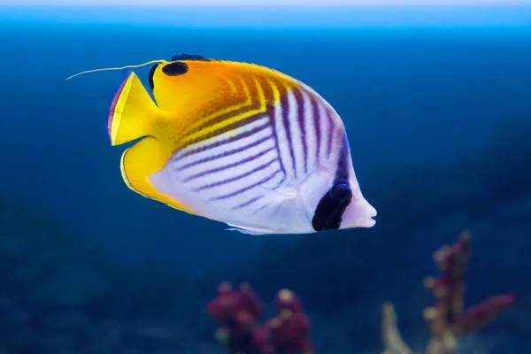 생선입니다 그리고 시체의 검정색과 노란색 줄무늬와 물고기 하나입니다 Filamentous 나비는 — 스톡 사진