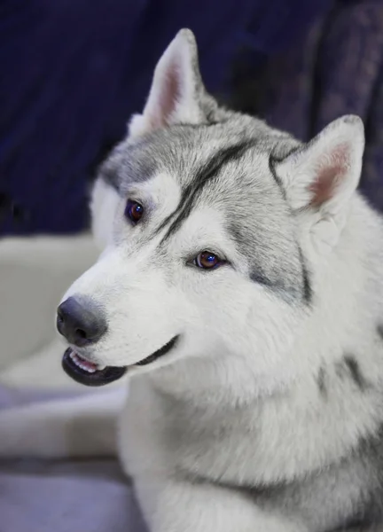 赫斯基的狗 西伯利亚哈士奇人来自西伯利亚广阔的雪域 这只远东的土著雪橇狗是最古老的狗品种之一 它们非常美丽和原创 — 图库照片