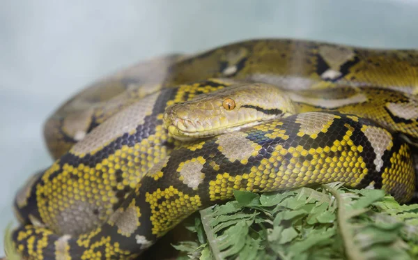 Pitón Real Una Serpiente Venenosa Del Género Python Común África —  Fotos de Stock