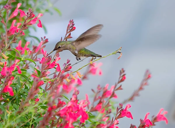 Hummingbird. The smallest bird on earth  a Hummingbird. This is one of the most beautiful creations of nature. It is called \