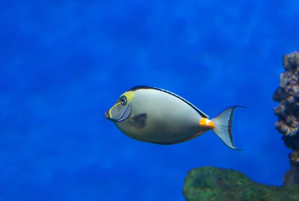 Pesce Unicorno Muso Allungato Corpo Grigio Chiaro Striscia Arancione Sulla — Foto Stock