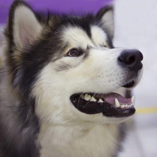 Alaskan Malamute Hunden Husky Den Arktiska Malamute Underbar Hund Detta — Stockfoto