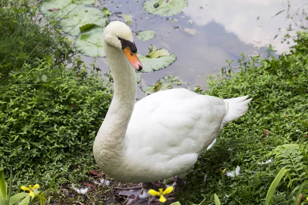 Cisne Branco Sua Elegância Swan Adquire Devido Pescoço Longo Cisnes — Fotografia de Stock