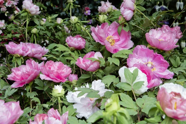 Розовый Пион Пион Древнее Растение Большое Соцветие Терри Нежных Оттенков — стоковое фото