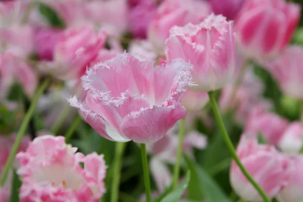 Tulpe Schöne Pfingstrose Tulpe Zarte Rosa Farbe — Stockfoto