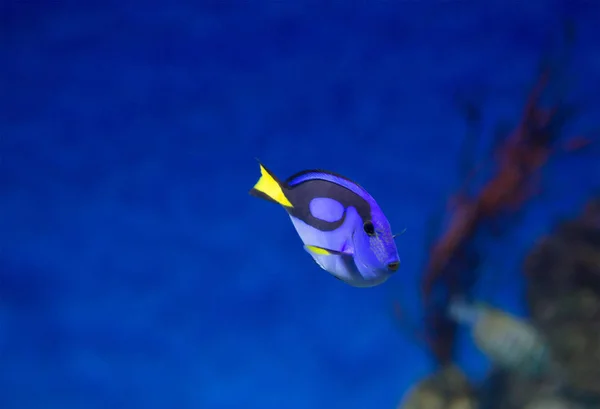 Surgeonfish Blue Royal Blue Royal Surgeonfish Tiene Azul Brillante Con —  Fotos de Stock