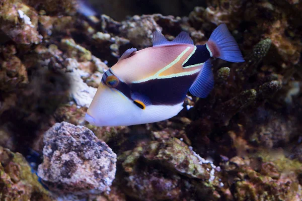 Triggerfish입니다 이것은 물고기를 색상도 올리지 않는다 유명한 초현실주의 예술가로 불리는 — 스톡 사진