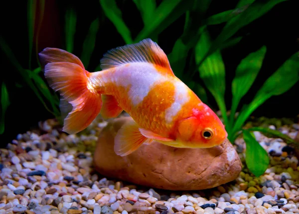 Wackin Goldfish Rot Weiß Wackin Fish Wakin Wakin Ist Eine — Stockfoto