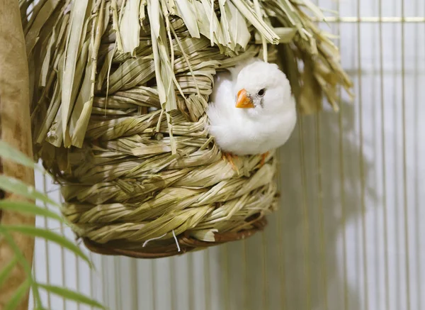 Finch Pájaros Con Rayas Blancas Negras Pecho Las Aves Difieren —  Fotos de Stock