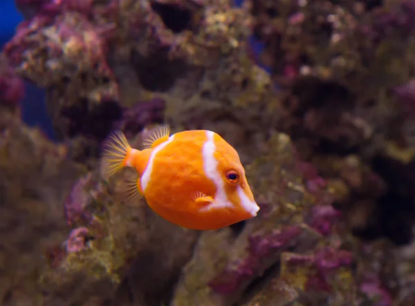 Láng Boxfish Waters Ausztrália Endemikus Felnőtt Férfiak Narancssárga Széles Fehér — Stock Fotó