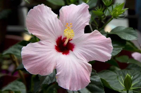 Hibiscus Çiçek Kırmızı Çince Yükseldi Hibiscus Çin Rose Hibiscus Hibiscus — Stok fotoğraf