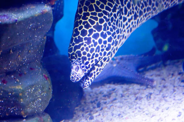 Fish, leopard Moray eel. Moray eels are one of the most dangerous and large predators of coral reefs. Leopard Moray eel has a contrasting color of black spots on a white background.
