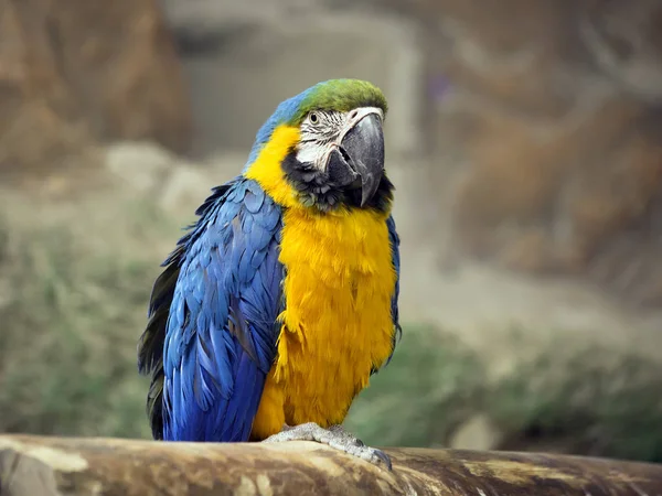 Parrot Blue Yellow Macaw Very Beautiful Parrot Translated Latin Means — Stock Photo, Image