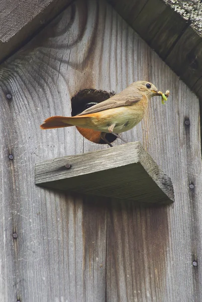 Bird Redstart Vrouwelijk Het Nest Rode Start Een Van Mooiste — Stockfoto