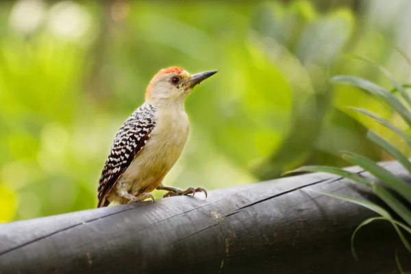 Pájaro Carpintero Pelirrojo Pájaro Carpintero Pájaro Con Pico Largo Que — Foto de Stock