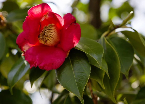 Camellia Japoński Przyrodzie Kamelia Japońska Wygląda Jak Średniej Wielkości Drzewo — Zdjęcie stockowe