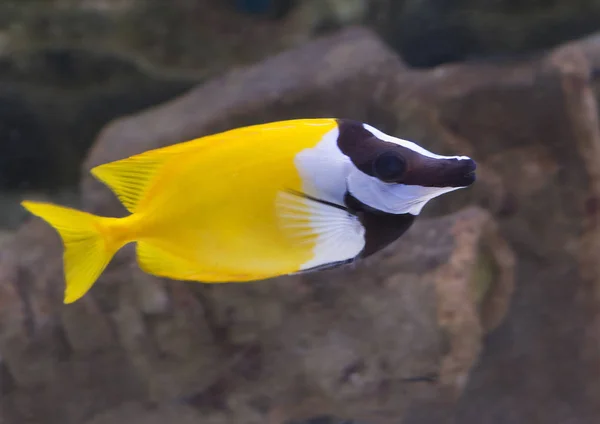 Foxface Rabbit Fish Tem Uma Forma Incomum Corpo Cabeça Coloração — Fotografia de Stock