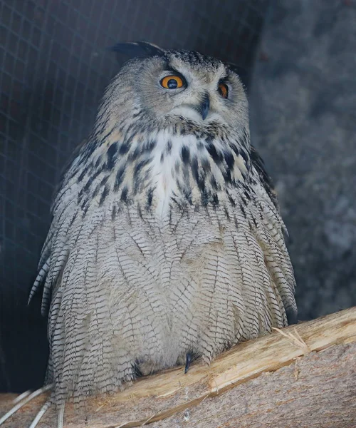 Eule Vogel Ist Ein Großer Vogel Der Zur Ordnung Der — Stockfoto