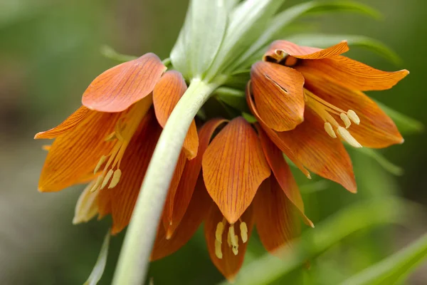 Çiçek Imperial Crown Avrupa Mparatorluk Orman Tavuğu Nedeniyle Nektar Çan — Stok fotoğraf