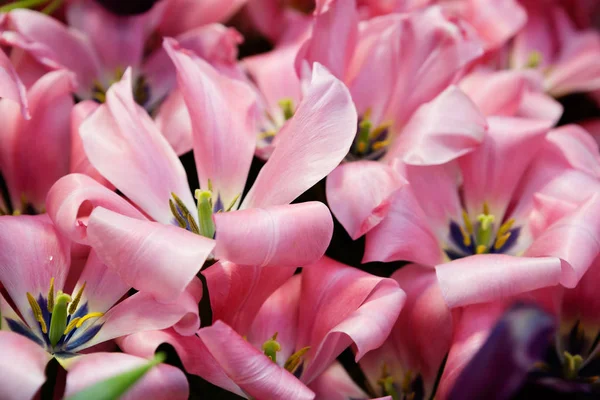 Тюльпаны Мелкие Цветки Долго Растут Имеют Крупные Цветки Широким Основанием — стоковое фото