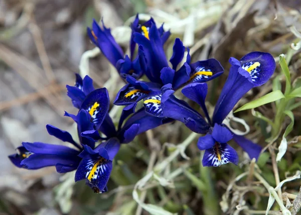 Miniature Irises Primroses Few People Know Irises Primroses Blooming Immediately — Stock Photo, Image