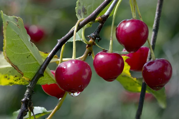 The fruits of the cherries. Useful fruit used in cooking.