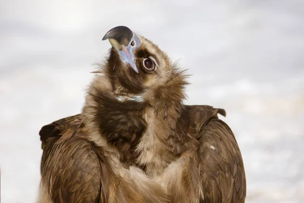 Schwarzgeier Der Schwarze Geier Oder Schwarze Geier Ist Ein Vogel — Stockfoto