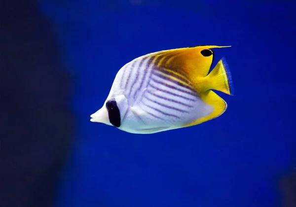 butterfly fish. This is one of the many fish-butterflies, with vertical black stripe, passing through the eye, and black and yellow color of the body. The filamentous butterfly is easily identified by the location of the bands on the body and the bla