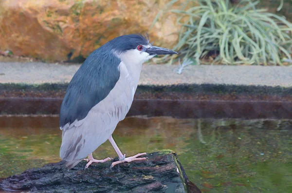 Garça Estas Aves Vivem Longo Das Zonas Húmidas Onde Suas — Fotografia de Stock